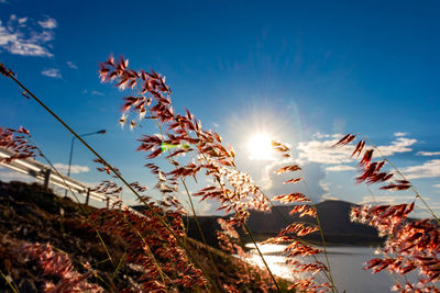 Low angle view of stalks against the sky