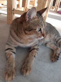 Cat sitting on a floor