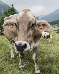 Cow standing in a field