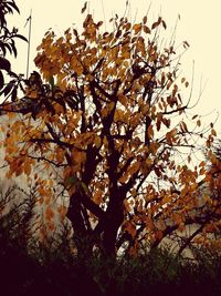 Low angle view of flower tree against sky