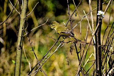 Close-up of bird perching on branch