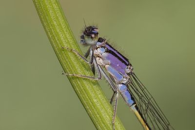 Close-up of insect on leaf