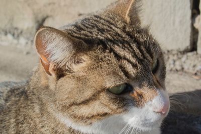 Close-up portrait of cat