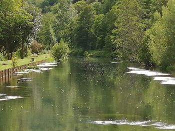Scenic view of lake in forest