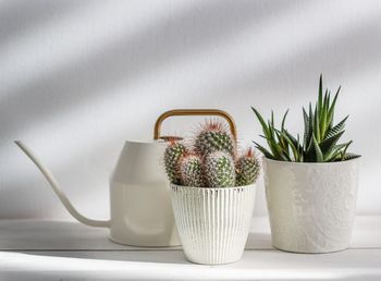 Potted plant on table