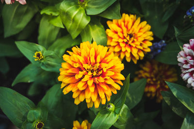 High angle view of yellow flowering plant