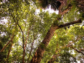 Low angle view of trees in forest