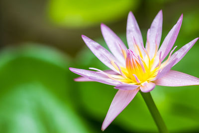 Close-up of purple water lily