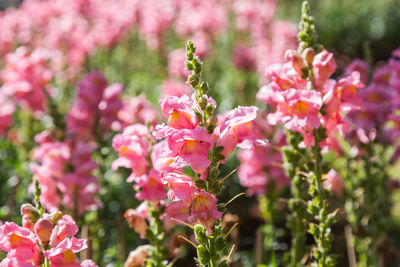 Close-up of pink flowering plants in park