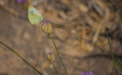 Butterfly on flower against blurred background
