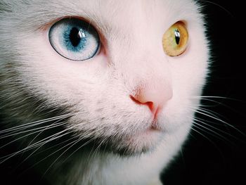 Close-up of cat looking away