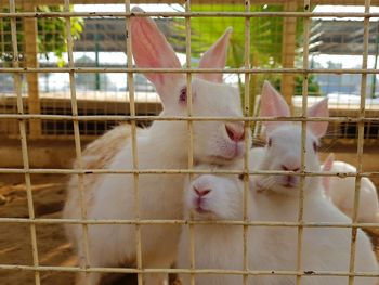 Close-up of rabbits in cage