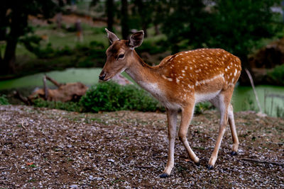 Deer standing on field