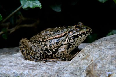 Close-up of lizard on rock