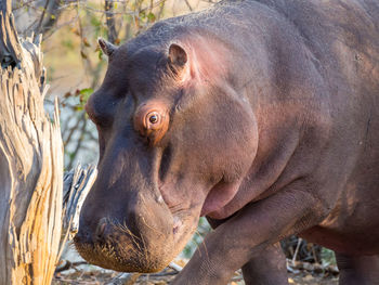Close-up of hippotamus in kruger national park, south africa