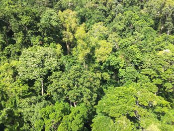 View of trees in forest