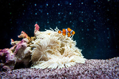 Close-up of coral in sea