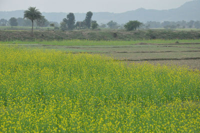 Scenic view of field against yellow sky