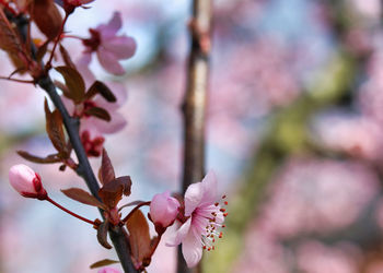 Close-up of pink cherry blossom