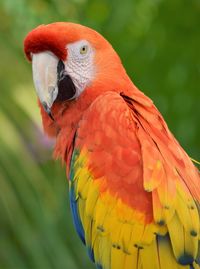 Close-up of parrot perching on branch