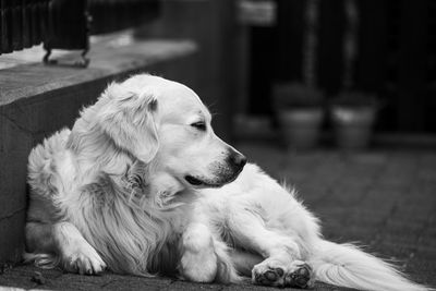 Close-up of dog