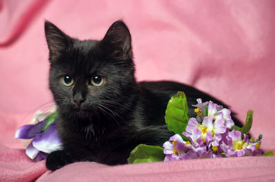 Close-up of black cat on pink flower