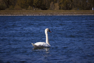 Swans swimming in lake