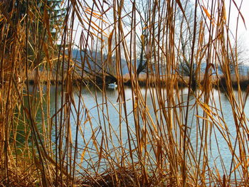 Reflection of trees in lake against sky