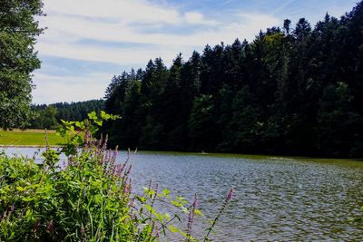Plants by lake against sky