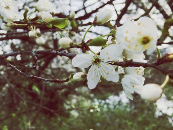 Low angle view of apple blossoms in spring