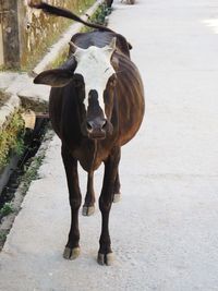 Portrait of cow standing on street