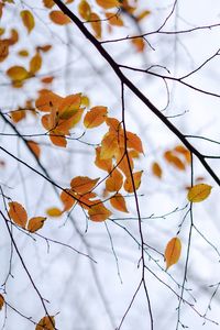 Low angle view of autumn leaves on tree