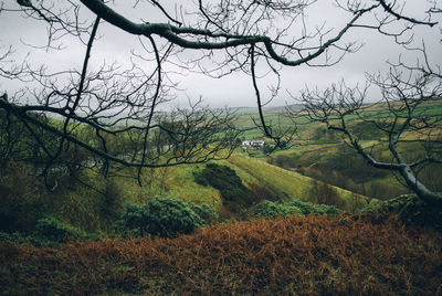 Bare trees on landscape