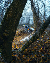 Bare tree in forest