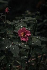 Close-up of wet pink flower in rainy season