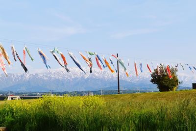 Multi colored flags on field against sky