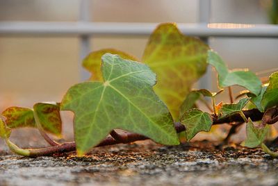 Close-up of fresh green leaves