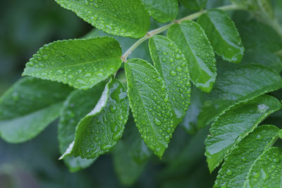 Close-up of wet leaves