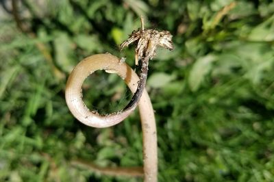 Close-up of insect on plant