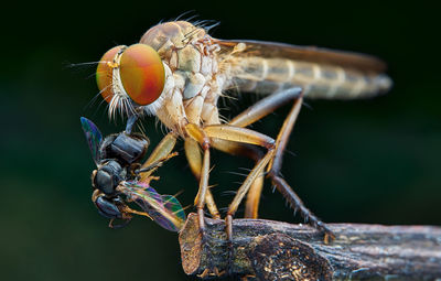 Close-up of insect