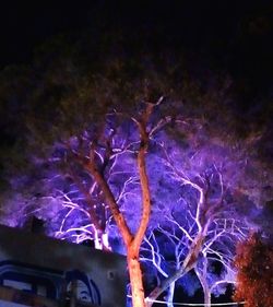 Low angle view of illuminated tree at night