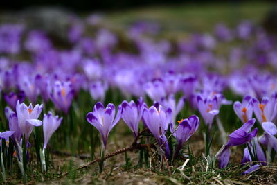 Close-up of purple crocus flowers blooming on field