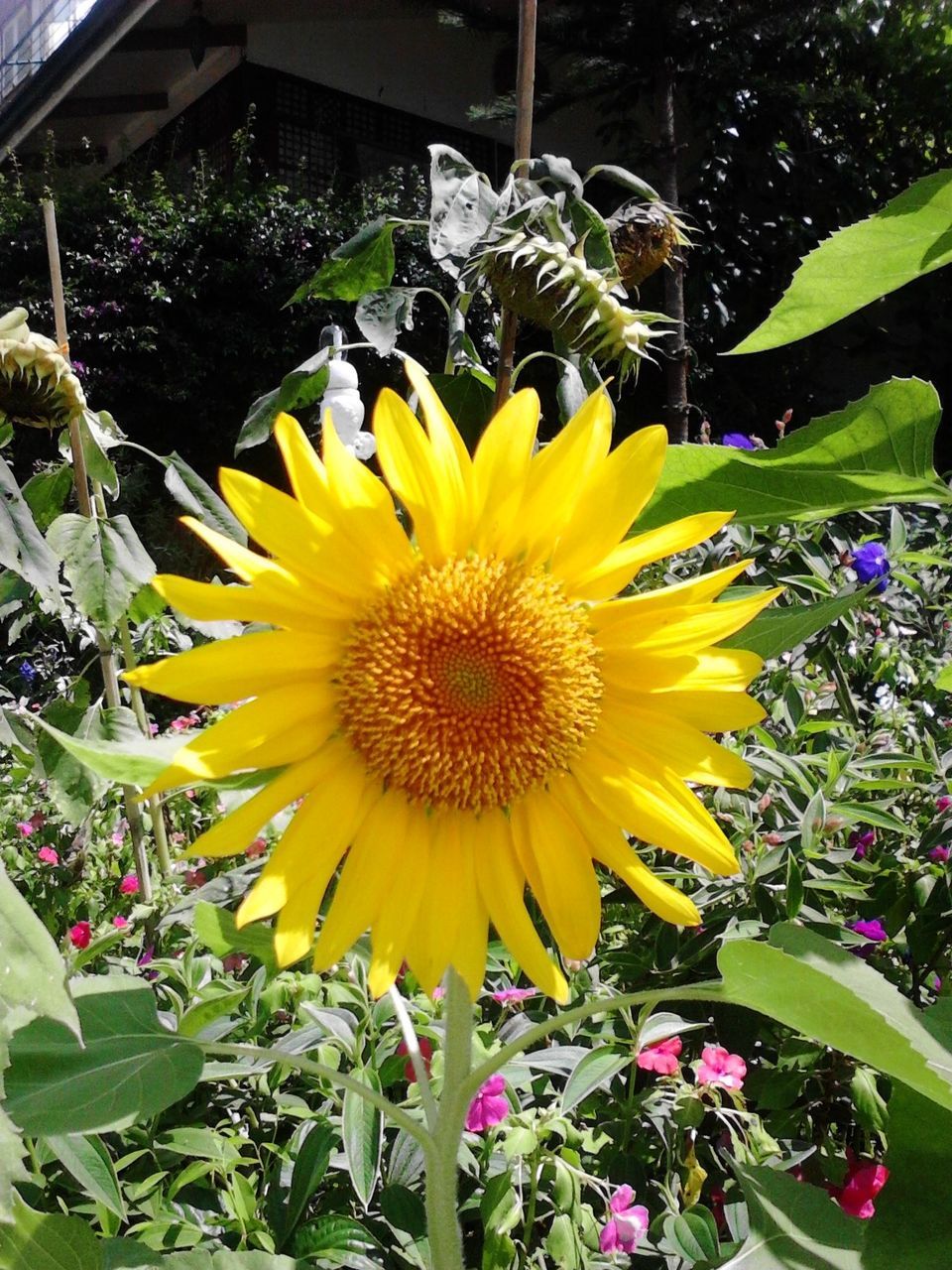 flower, freshness, petal, flower head, yellow, fragility, growth, leaf, blooming, beauty in nature, plant, pollen, sunflower, nature, in bloom, close-up, high angle view, focus on foreground, green color, single flower