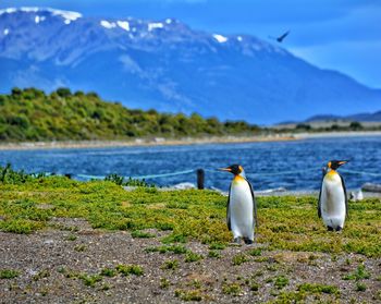 View of birds on mountain against the sky