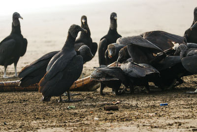 Flock of birds on beach