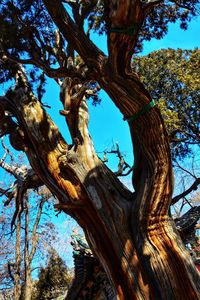 Low angle view of tree trunk against blue sky