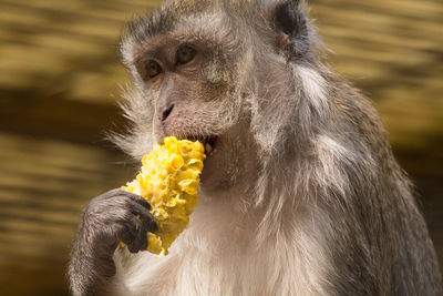 Close-up of monkey