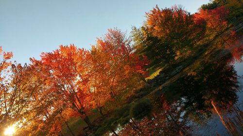 Autumn trees against clear sky