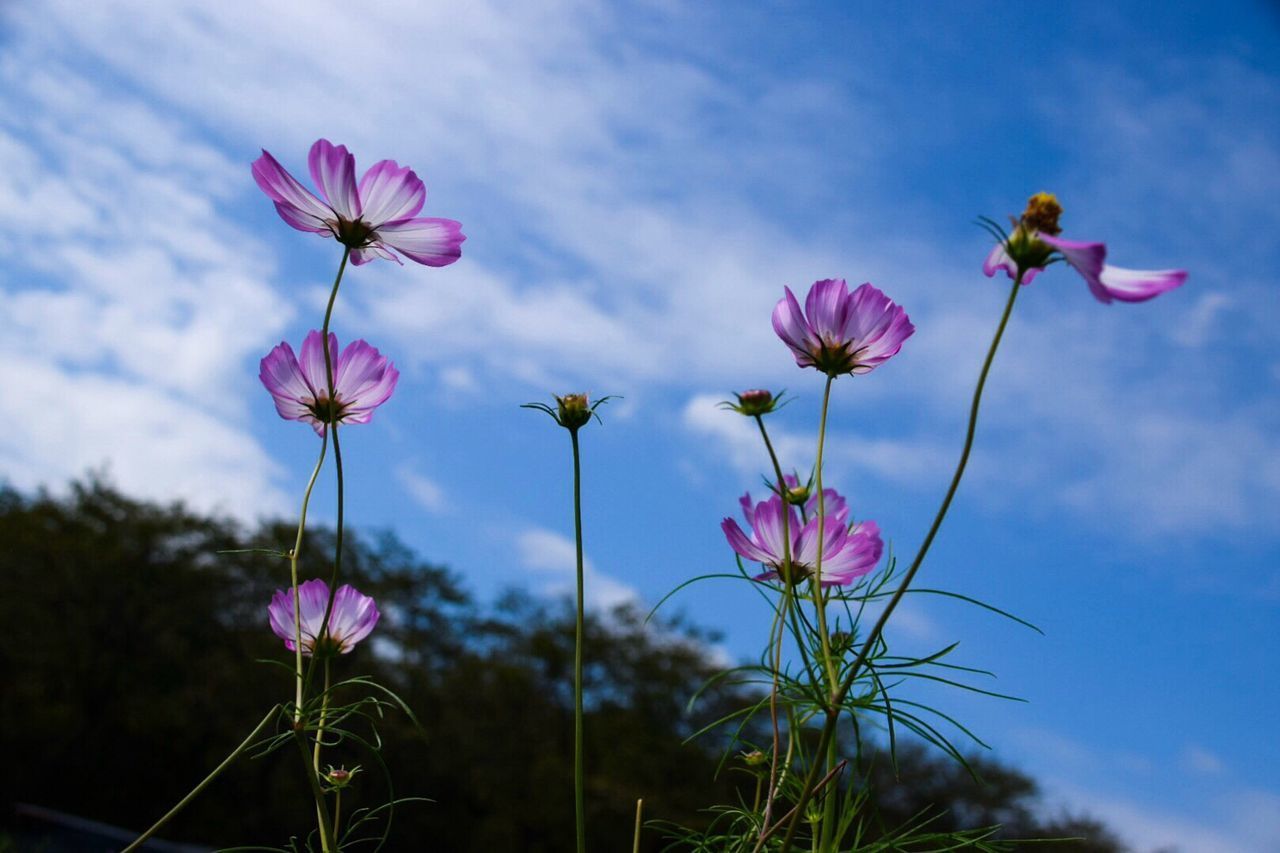 CLOSE-UP OF PINK COSMOS BLOOMING AGAINST SKY