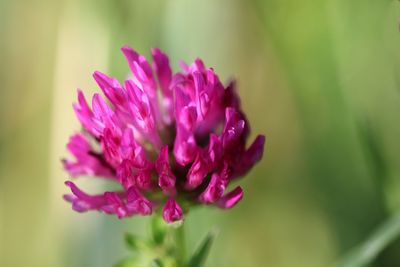 Close-up of pink flowers